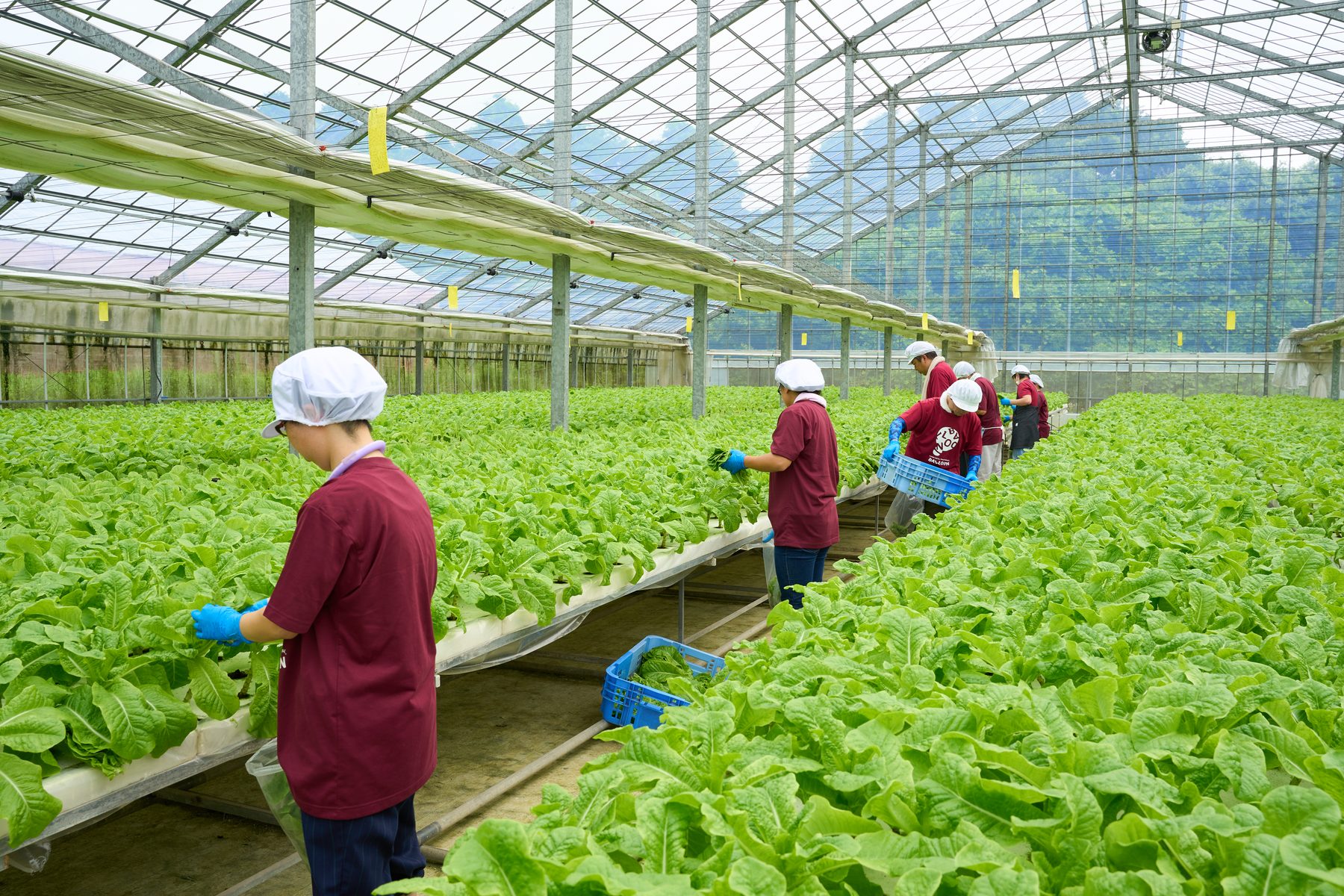 収穫した野菜をコンテナに集める利用者のみなさん