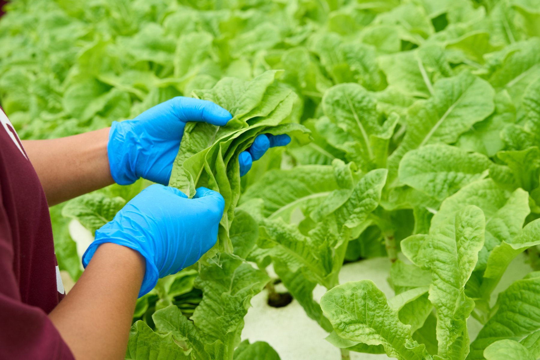 ハウスで葉物野菜を手にとる利用者の手元