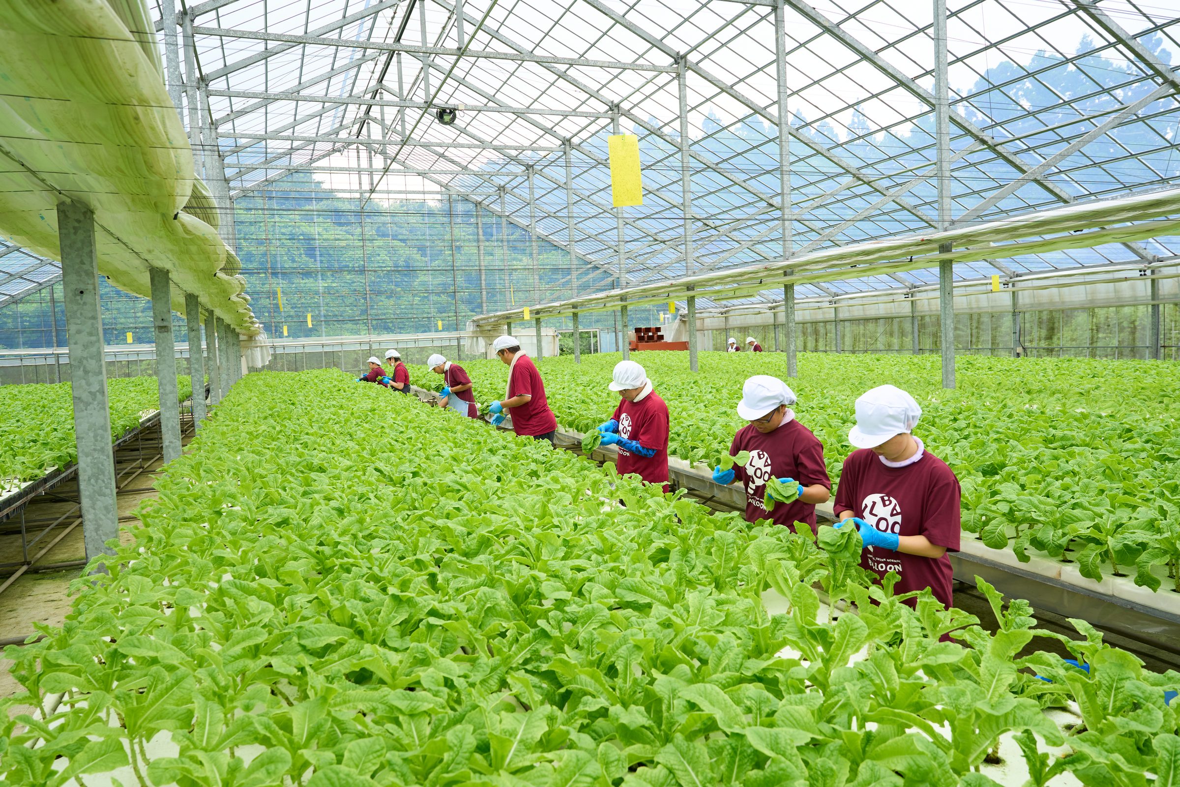 水耕栽培ハウスでの作業風景